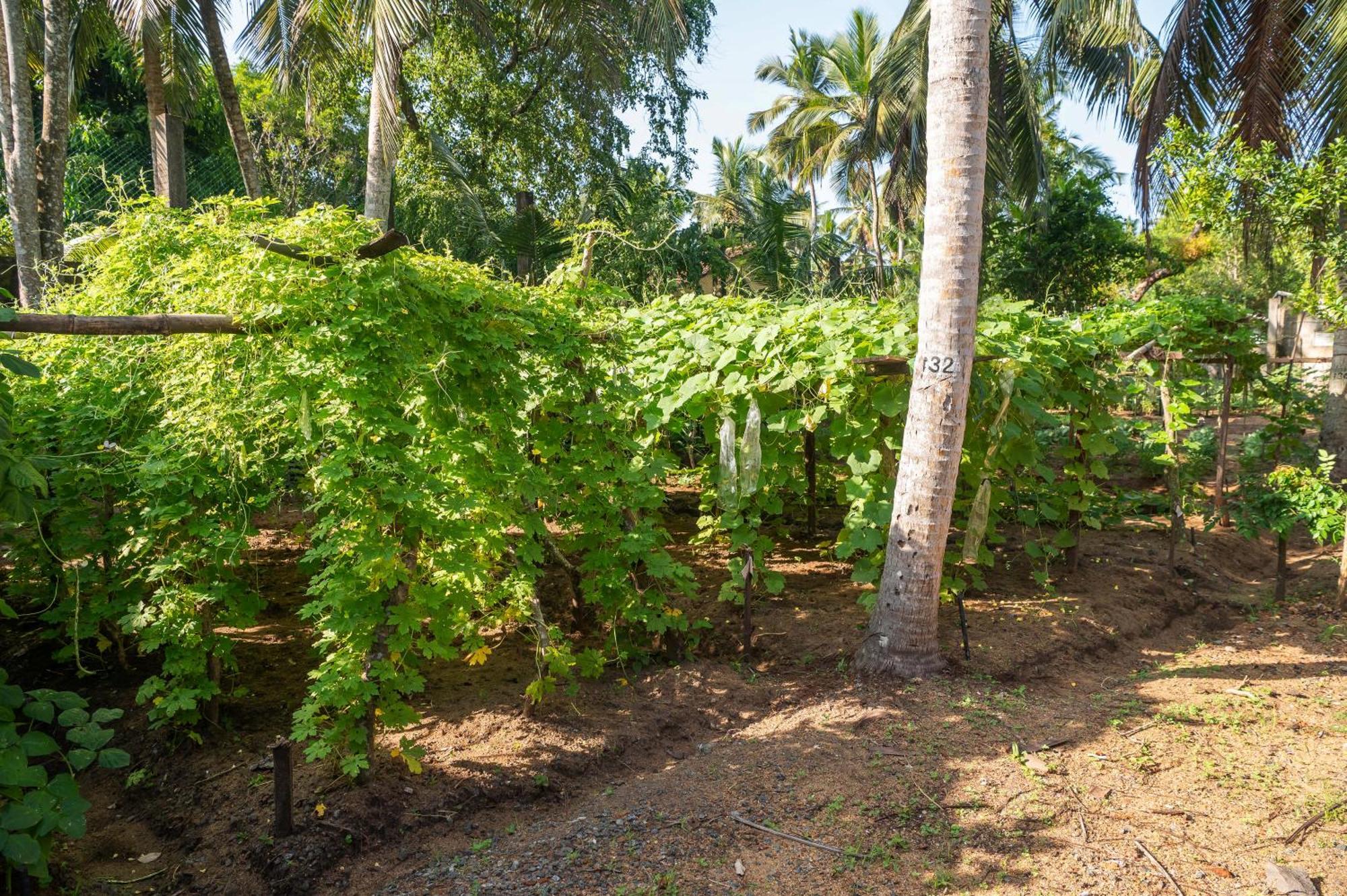 Siddhalepa Ayurveda Resort - All Meals, Ayurveda Treatment And Yoga Wadduwa Luaran gambar